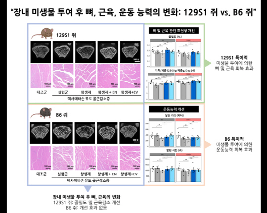 장내 미생물 투여 후 뼈, 근육, 운동 능력이 변화된 실험용 쥐의 모습.